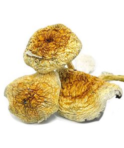 Goldie Magic Mushroom
