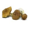 King Kong Magic Mushrooms